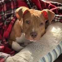 Northeast Veterinary Referral Hospital ico