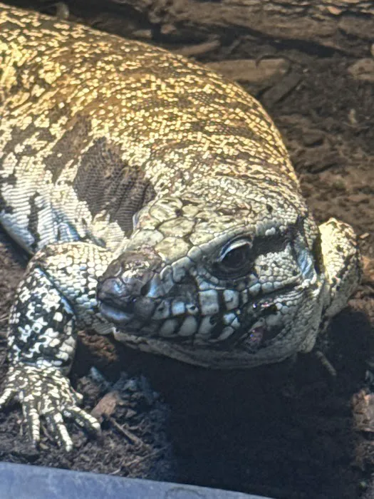 Back Road Reptiles and Exotics Picture 5