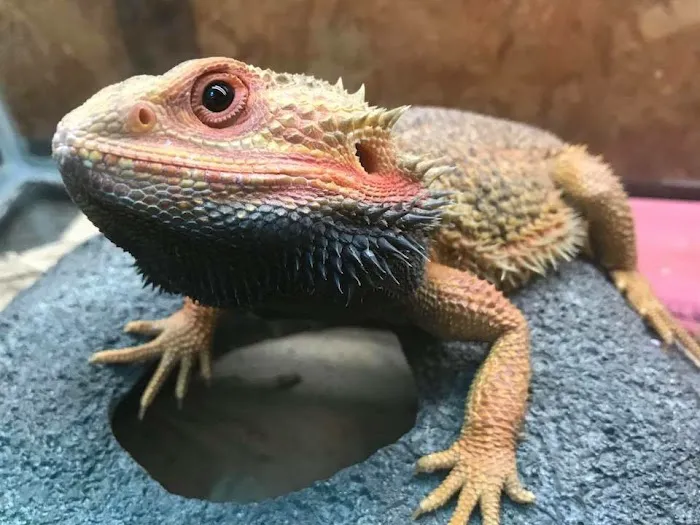 Back Road Reptiles and Exotics Picture 3