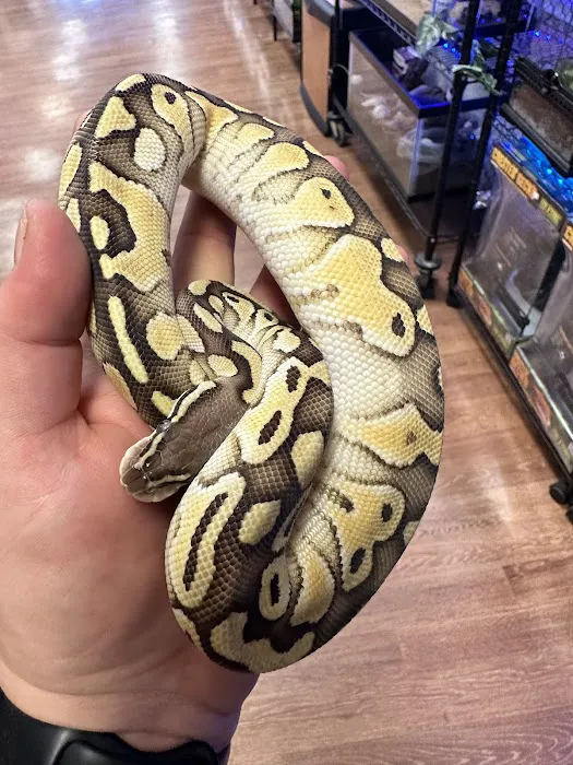 Back Road Reptiles and Exotics Picture 9