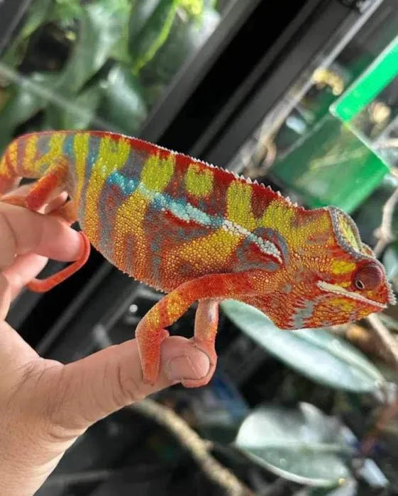 Back Road Reptiles and Exotics Picture 8