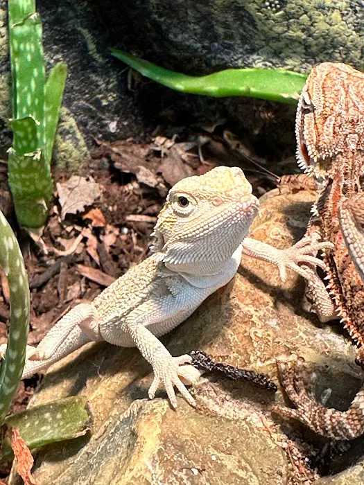 Back Road Reptiles and Exotics Picture 7