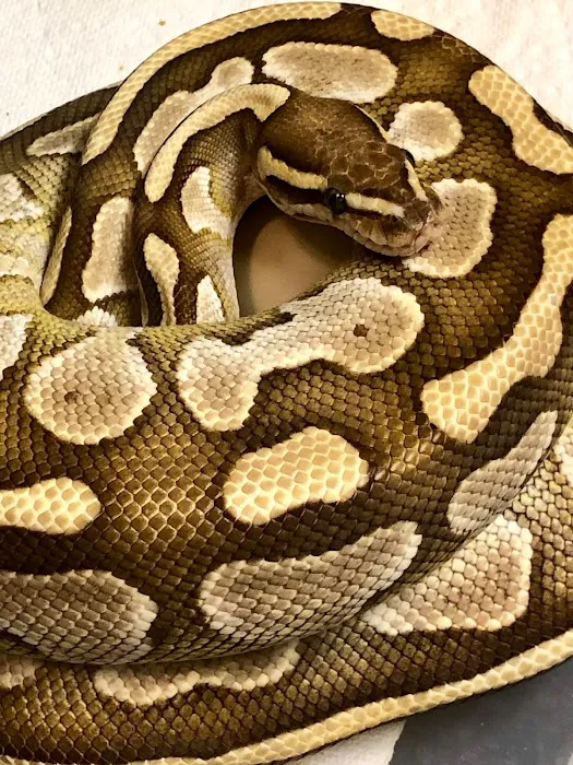 Back Road Reptiles and Exotics Picture 2