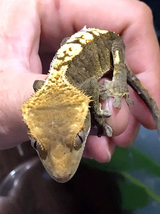 Back Road Reptiles and Exotics Picture 10