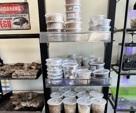 Back Road Reptiles and Exotics