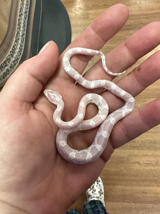 Back Road Reptiles and Exotics Picture 6