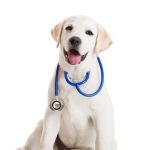 Plains Animal Hospital