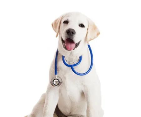 Plains Animal Hospital