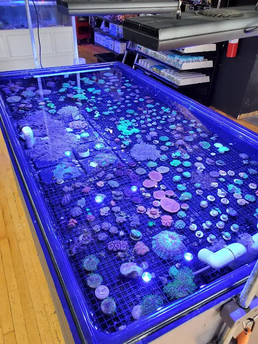 Sunset Corals Picture 6
