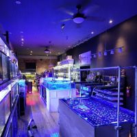 Sunset Corals ico