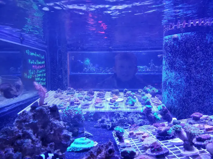 Sunset Corals Picture 7
