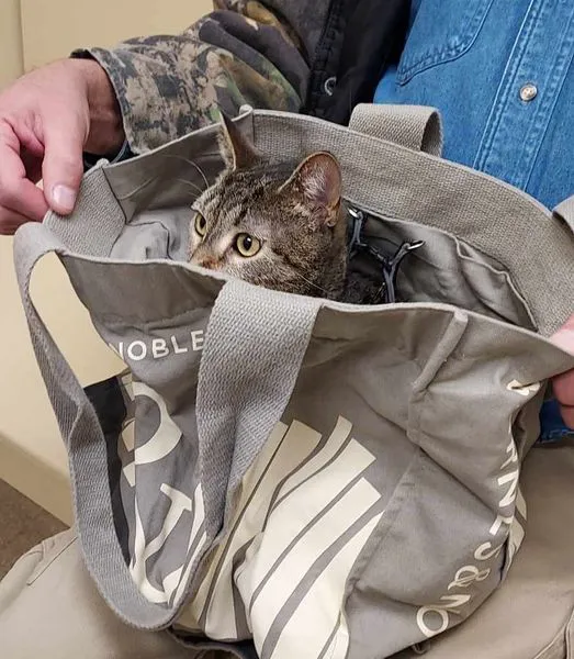 Back Mountain Veterinary Hospital Picture 9