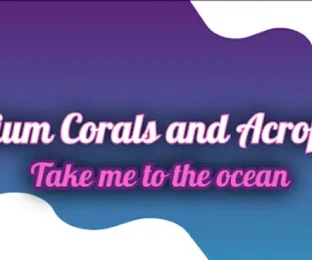 Beautys Ocean