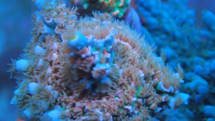 Beautys Ocean Picture 6