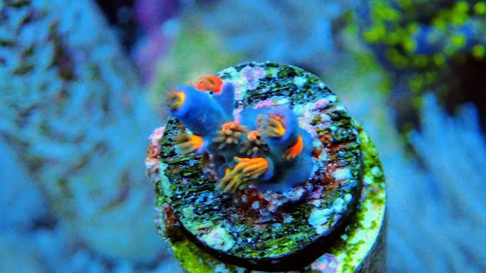 Beautys Ocean Picture 10