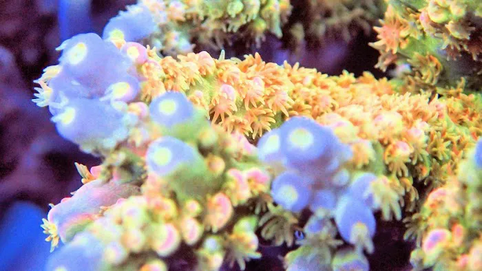 Beautys Ocean Picture 2