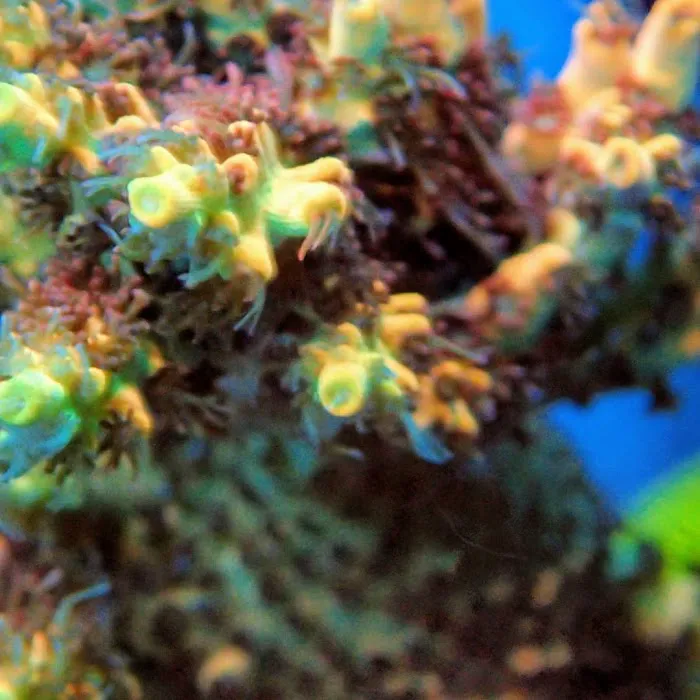 Beautys Ocean Picture 8