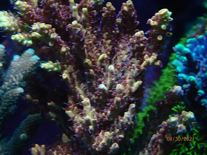 Beautys Ocean Picture 9