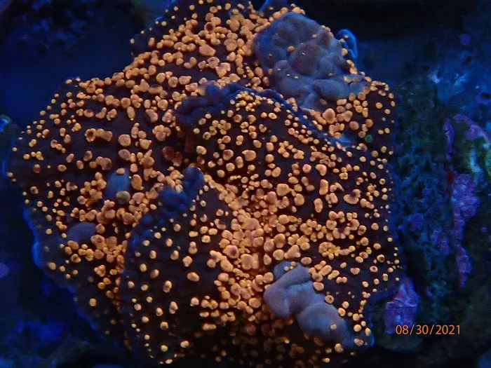 Beautys Ocean Picture 5