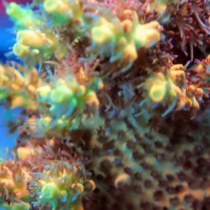 Beautys Ocean Picture 7
