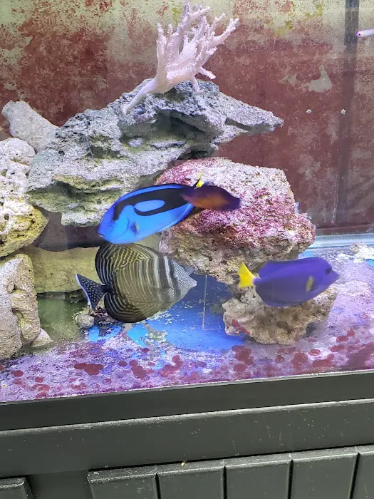 Tropical Treasures LLC Picture 9