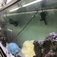 Tropical Treasures LLC ico