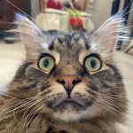 Maryland Mobile Veterinary Clinic, LLC
