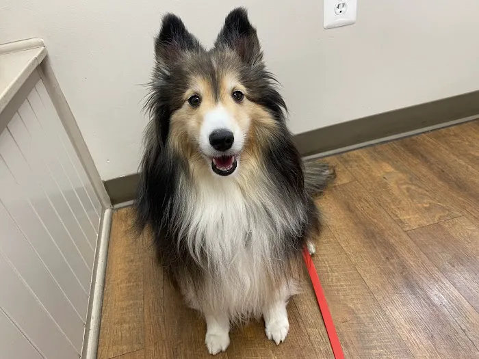 Maryland Mobile Veterinary Clinic, LLC Picture 5