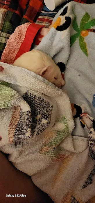 Petco Picture 5