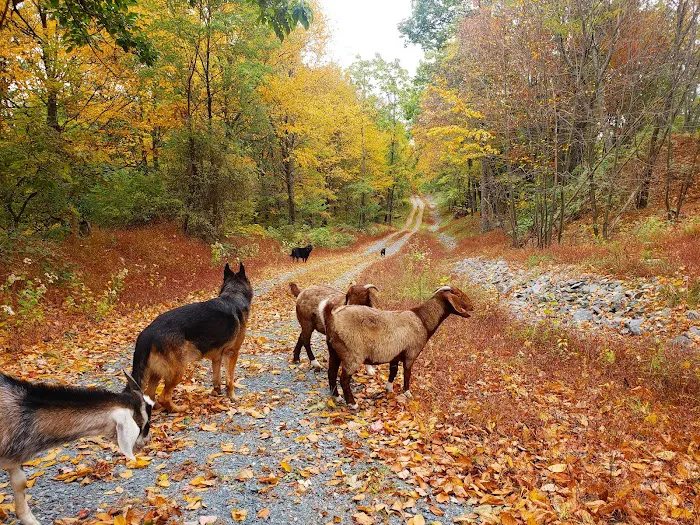 Link Veterinary Associates LLC Picture 4