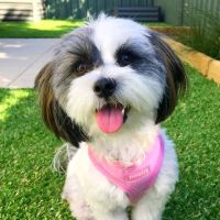 Colorado Dog's And Puppies ico