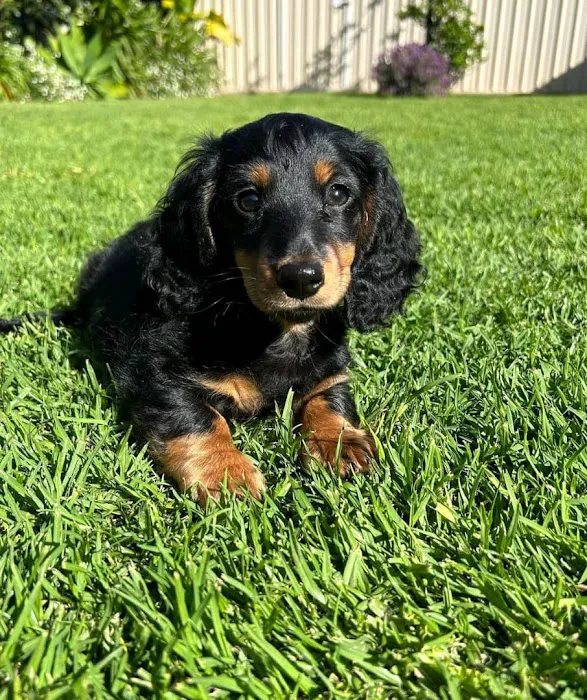 Colorado Dog's And Puppies Picture 2