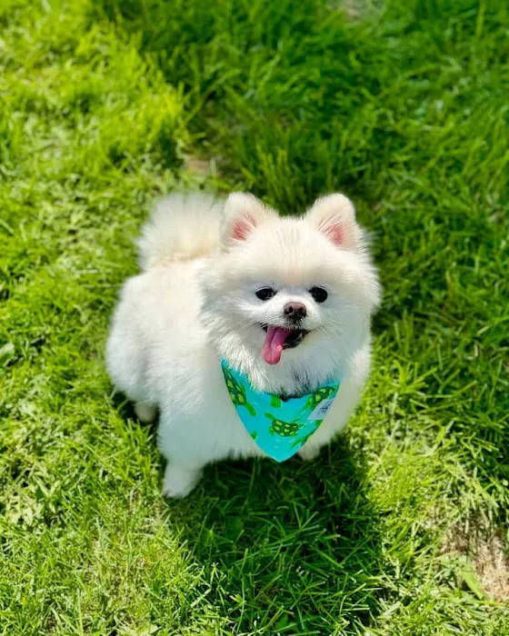 Colorado Dog's And Puppies Picture 4