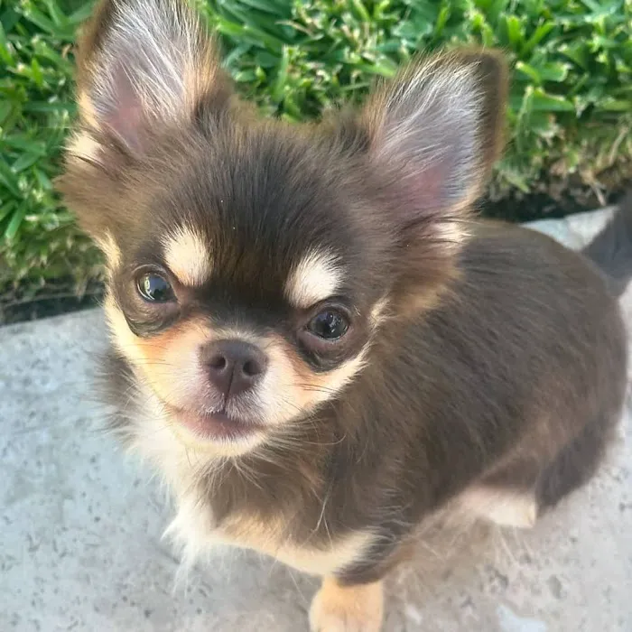 Colorado Dog's And Puppies Picture 7