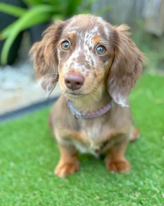 Colorado Dog's And Puppies Picture 6