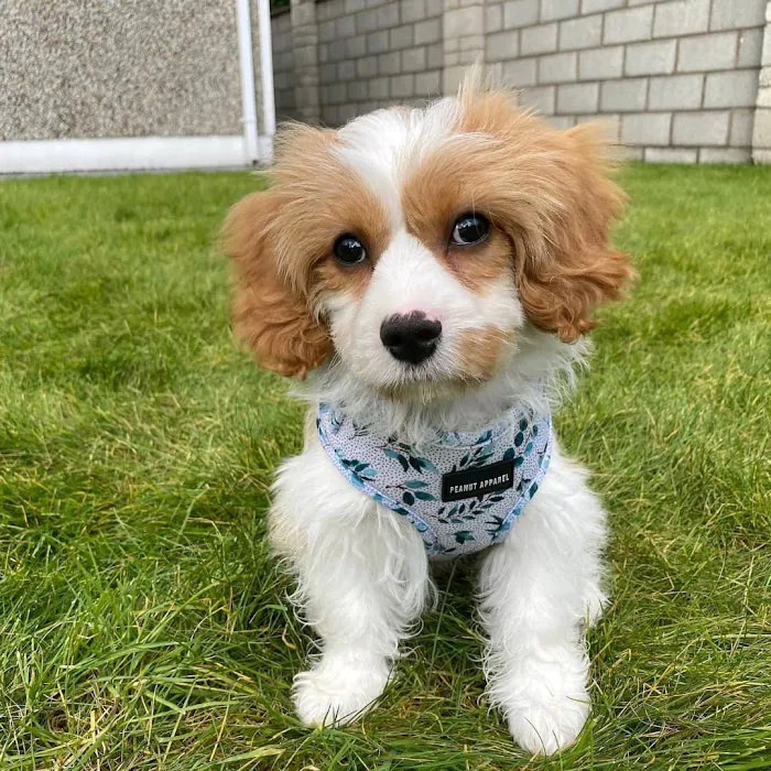 Colorado Dog's And Puppies Picture 3