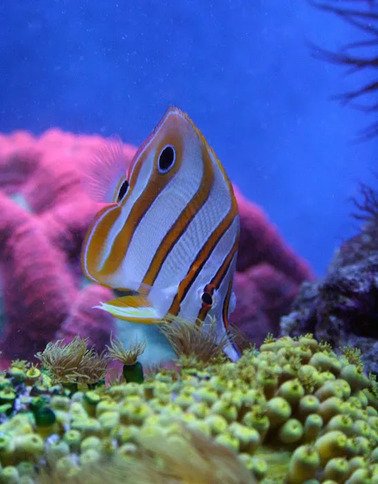 Delicate Beauty Aquariums Picture 5