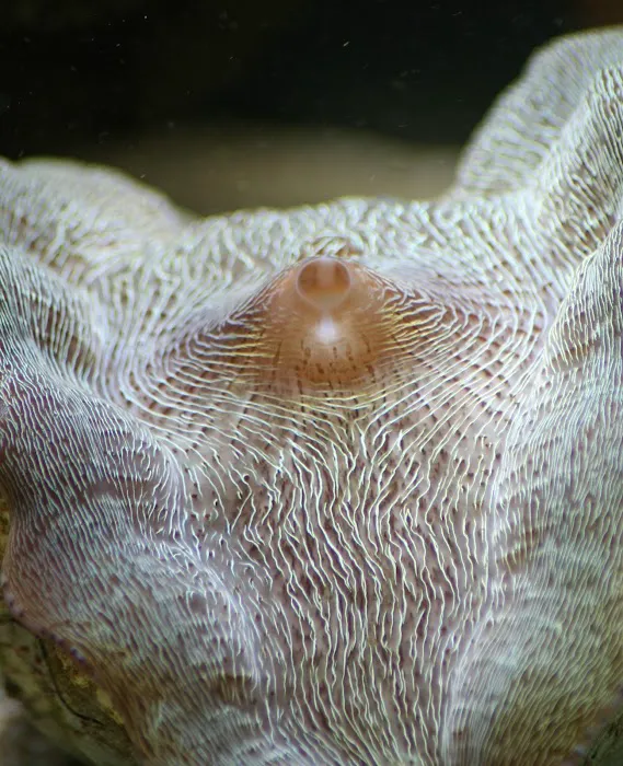 Delicate Beauty Aquariums Picture 10