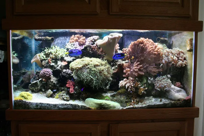 Delicate Beauty Aquariums Picture 8