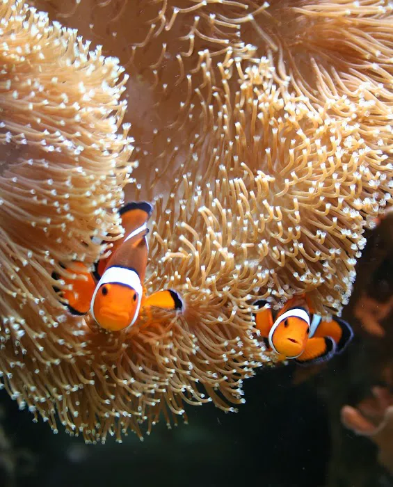 Delicate Beauty Aquariums Picture 9