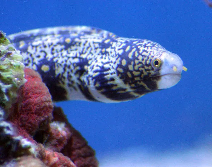 Delicate Beauty Aquariums Picture 6