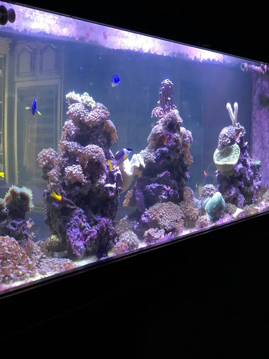 Delicate Beauty Aquariums Picture 4