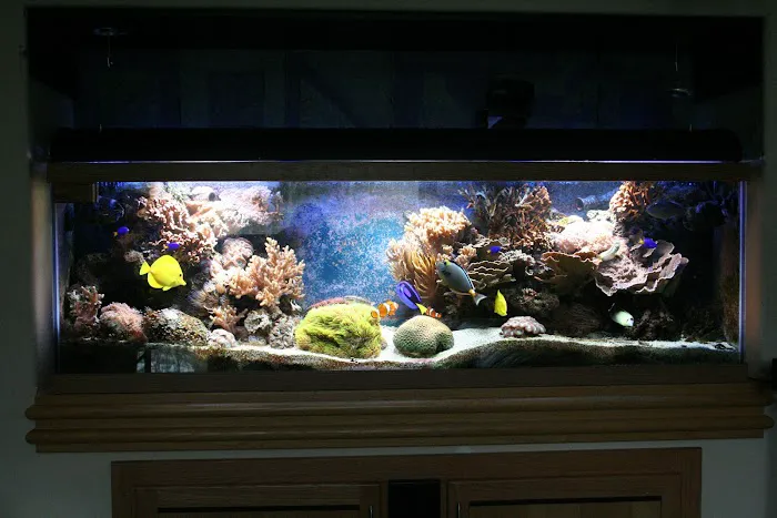 Delicate Beauty Aquariums Picture 1