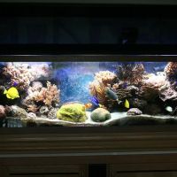 Delicate Beauty Aquariums ico