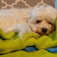Antrim Veterinary Hospital, LLC ico