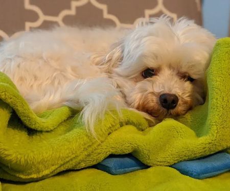 Antrim Veterinary Hospital, LLC