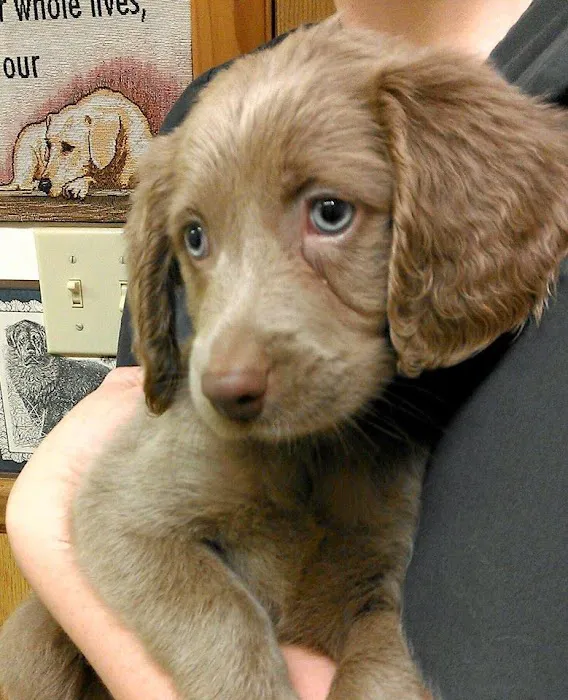 New Oxford Veterinary Clinic Picture 3