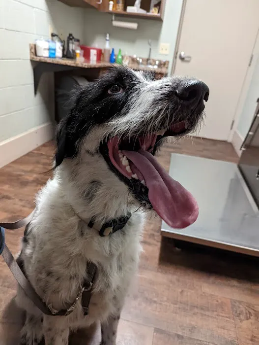 Dover Area Animal Hospital Picture 7