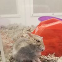 Petco ico