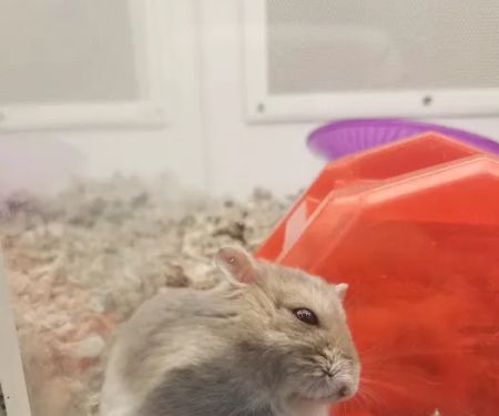 Petco
